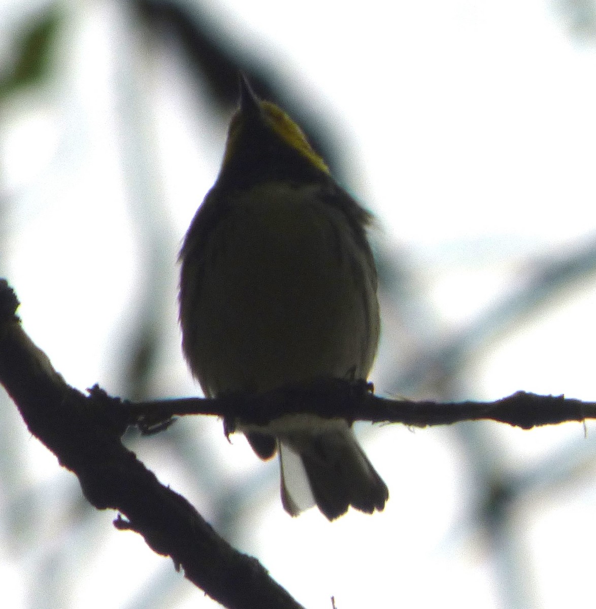Black-throated Green Warbler - Alan Moss