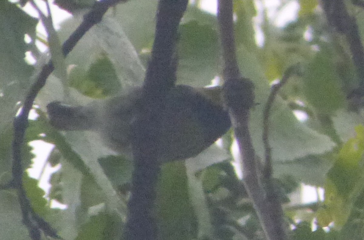 Black-throated Green Warbler - ML618817496