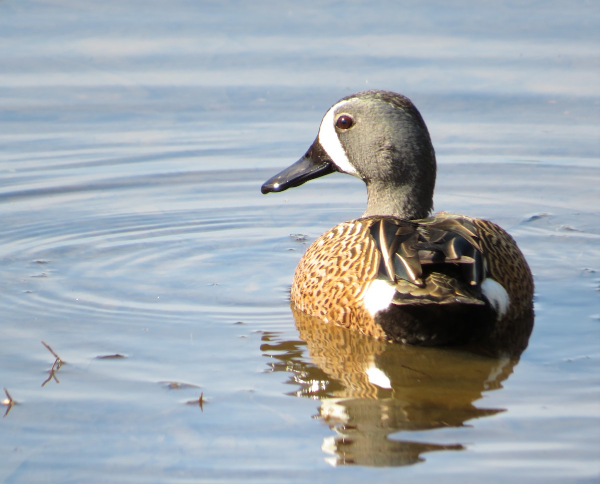 Blue-winged Teal - Erin Pant