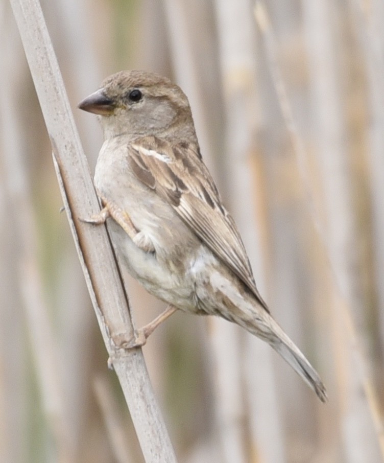 House Sparrow - NM Gatward