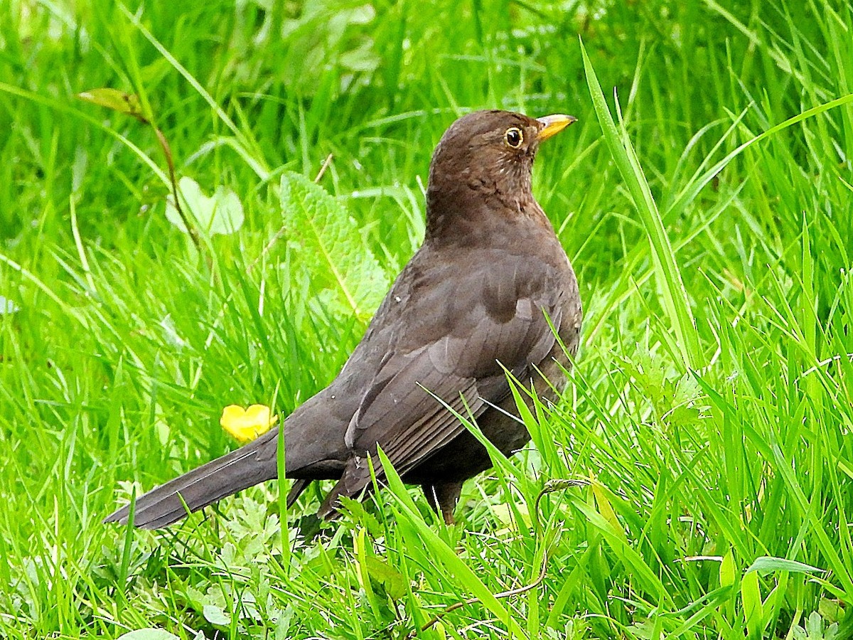 Eurasian Blackbird - Dave Hatton