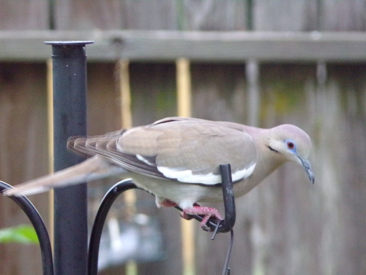 White-winged Dove - ML618817586