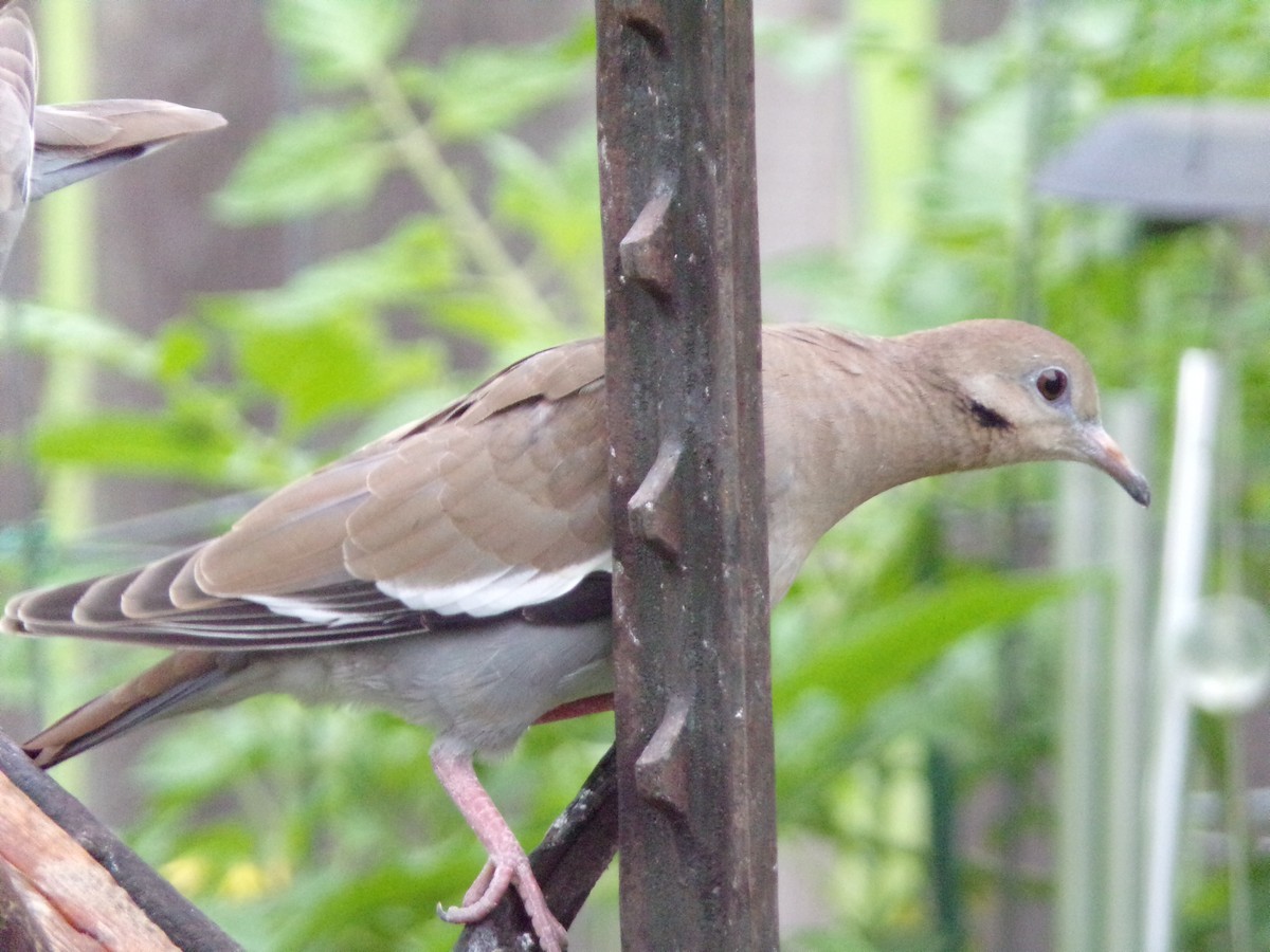 White-winged Dove - ML618817599