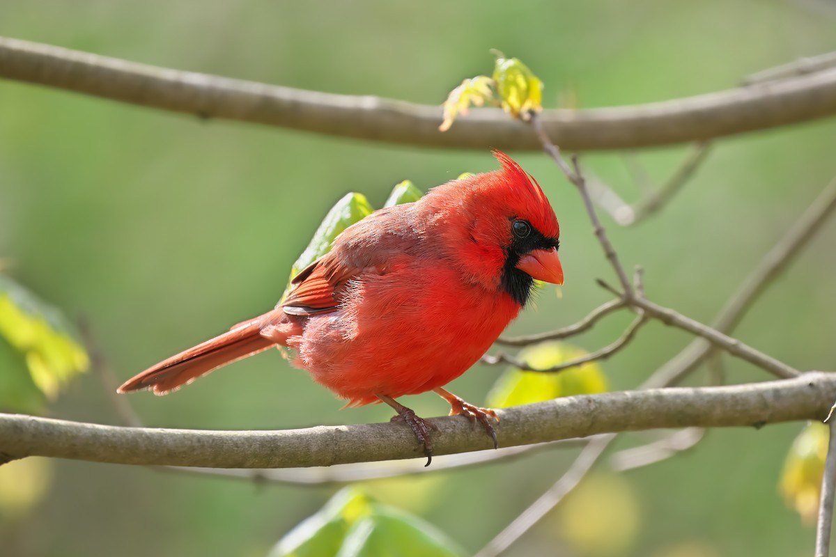 Cardinal rouge - ML618817606