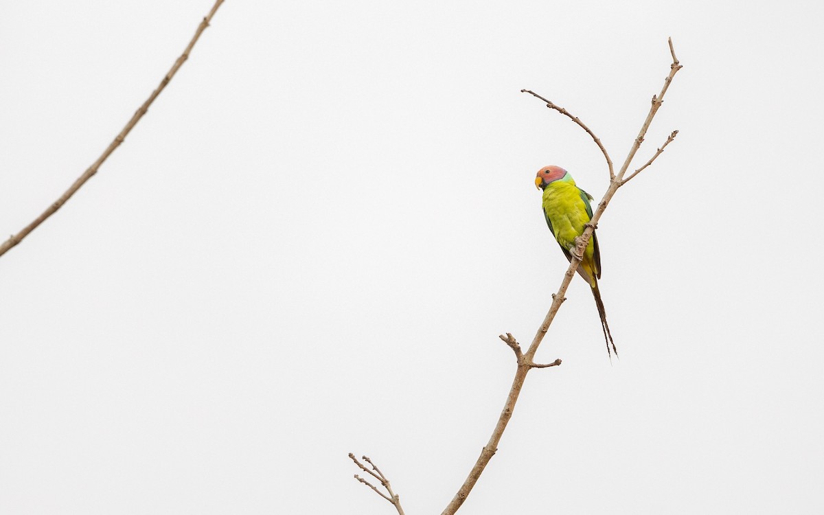 Plum-headed Parakeet - Adithya Bhat