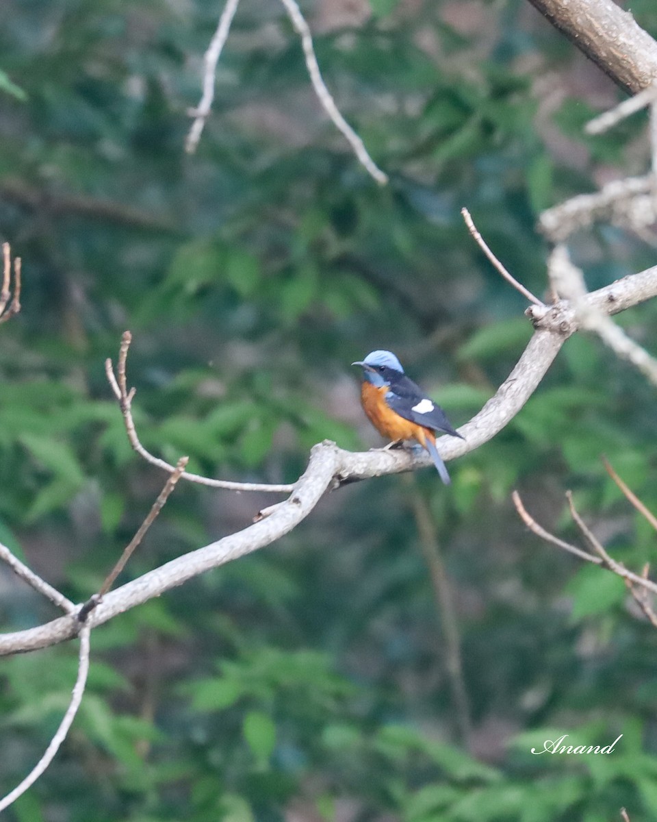 Blue-capped Rock-Thrush - Anand Singh