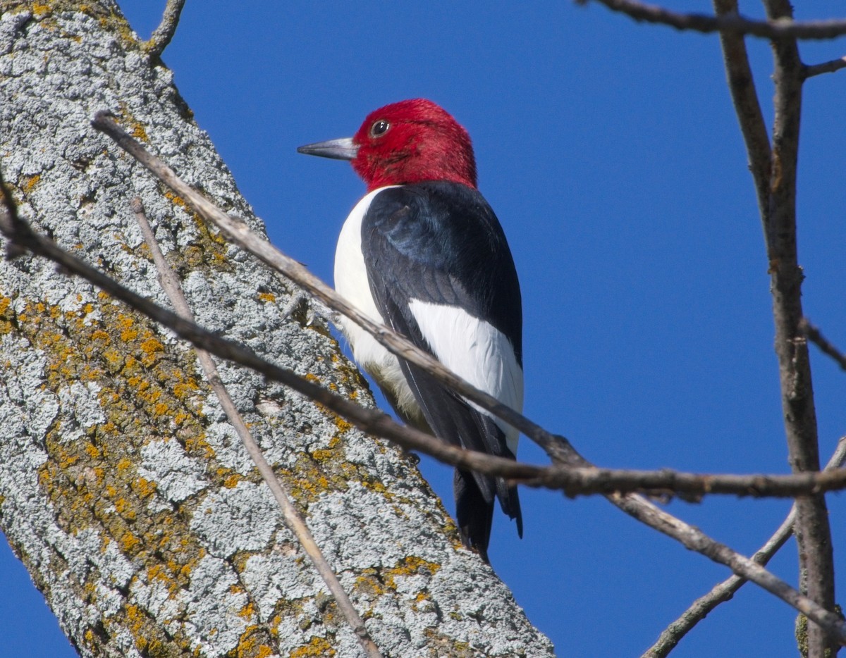 Red-headed Woodpecker - Steve Nicolai