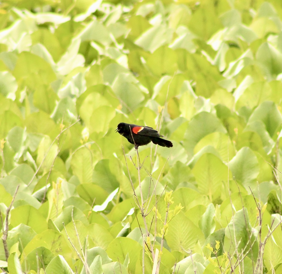 Red-winged Blackbird - India Digiacomo
