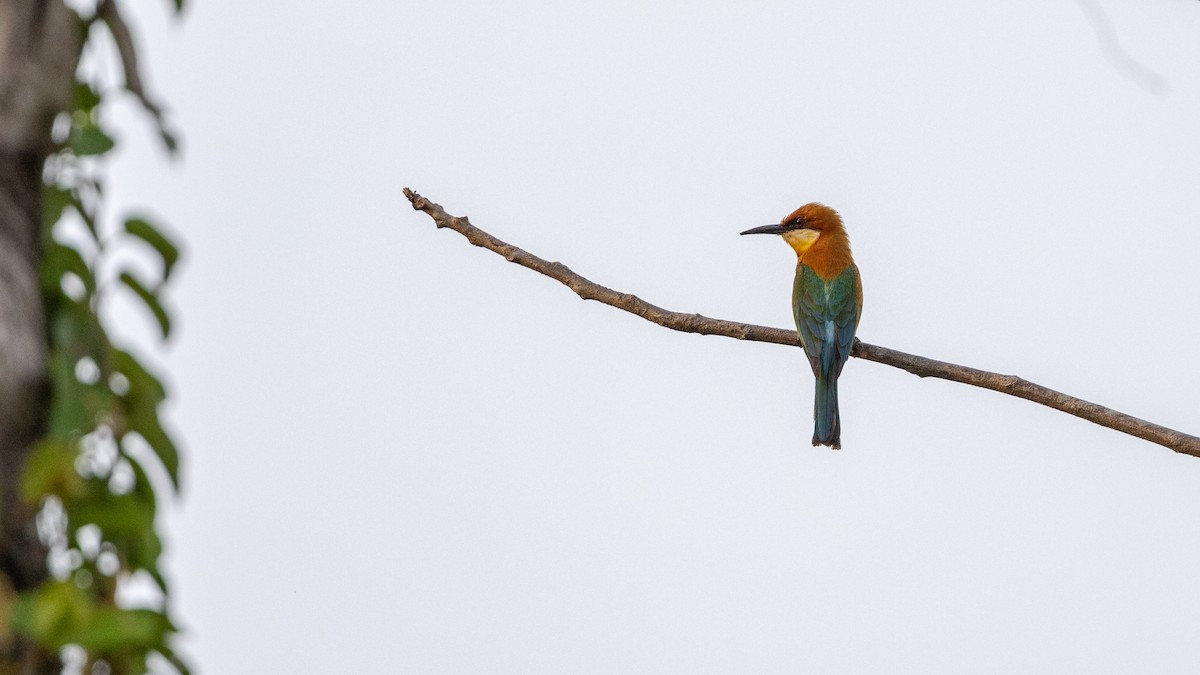 Chestnut-headed Bee-eater - Adithya Bhat