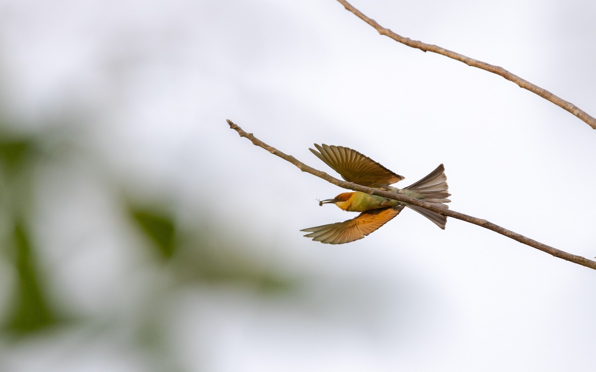 Chestnut-headed Bee-eater - Adithya Bhat
