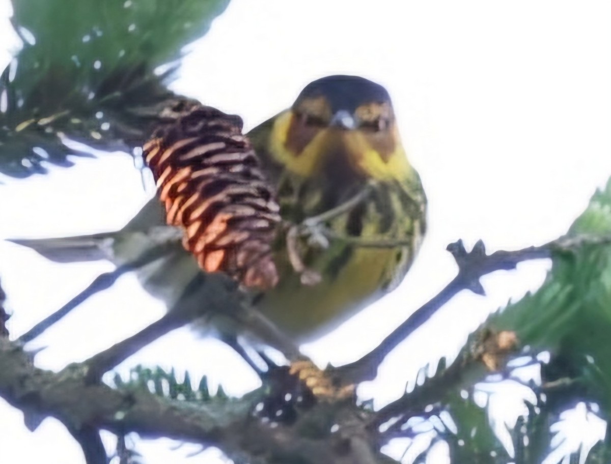 Cape May Warbler - ML618817869