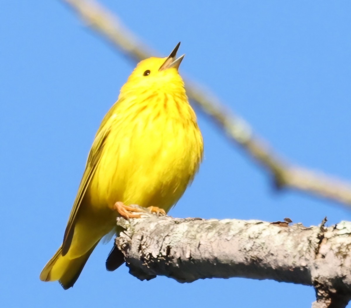 Yellow Warbler - ML618817881