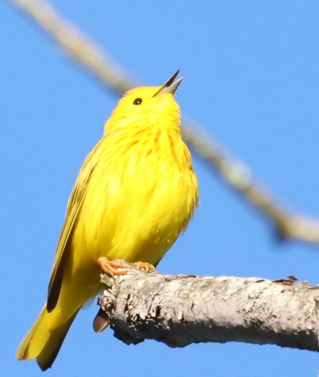 Yellow Warbler - David Funke