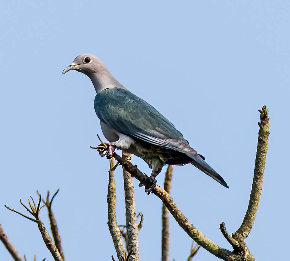 Green Imperial-Pigeon - ML618817889