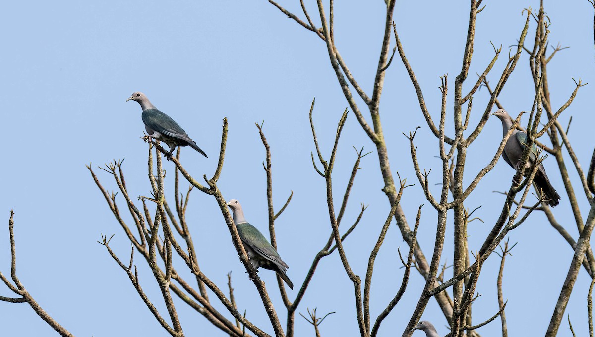 Green Imperial-Pigeon - ML618817890
