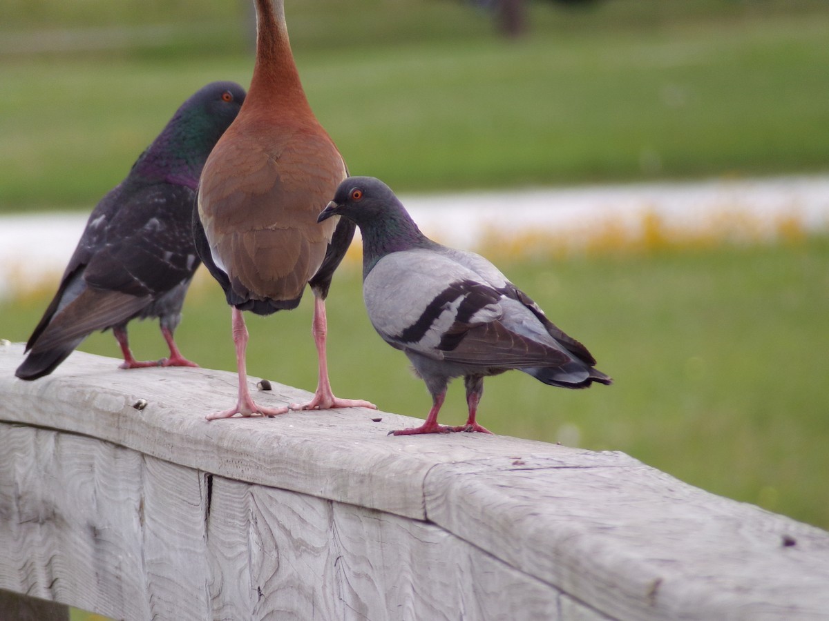 Rock Pigeon (Feral Pigeon) - ML618817896
