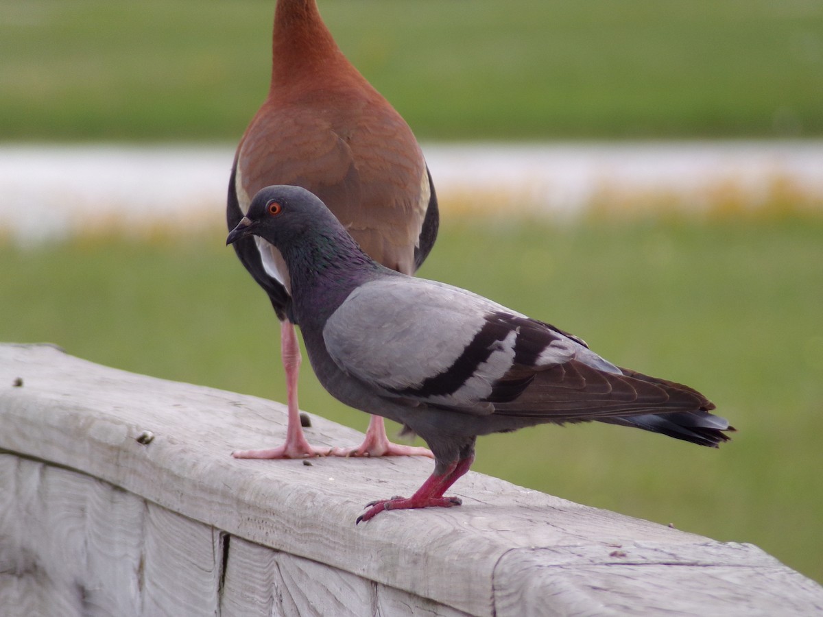Rock Pigeon (Feral Pigeon) - ML618817899