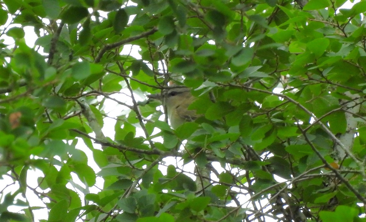 Red-eyed Vireo - Russlyn M