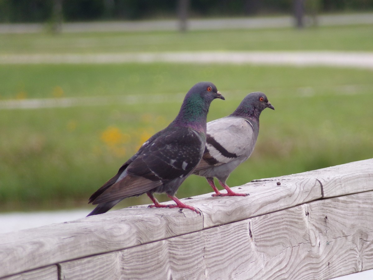 Rock Pigeon (Feral Pigeon) - ML618817907