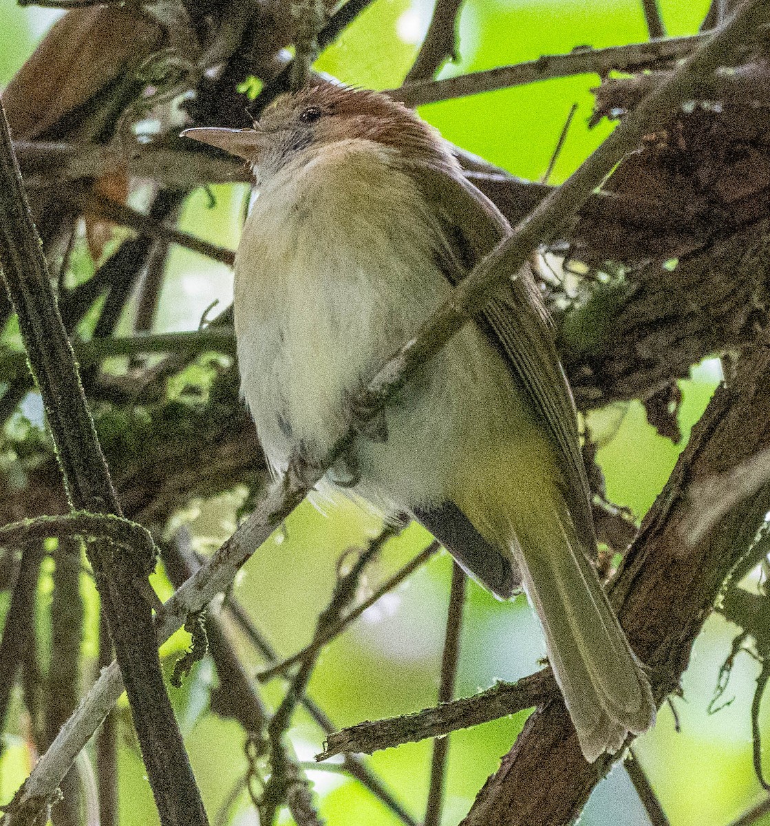 Rufous-naped Greenlet - ML618817911