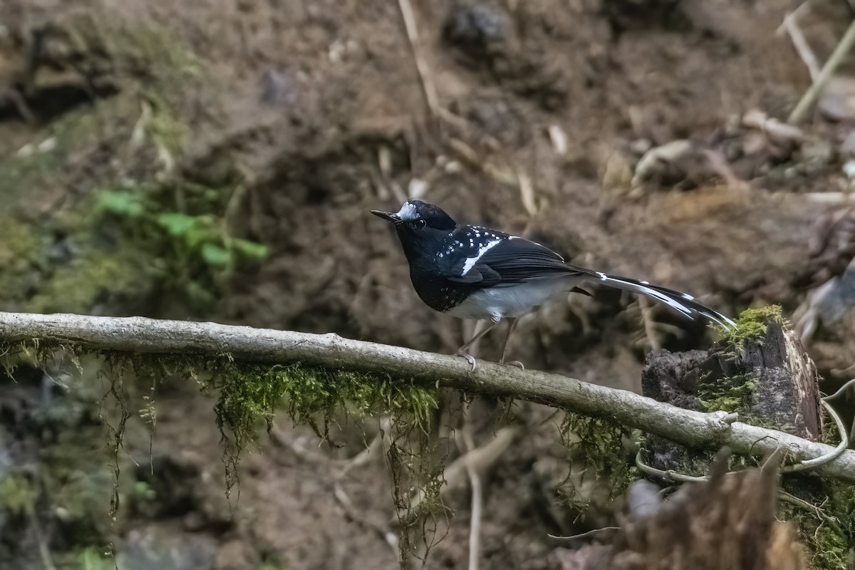 Spotted Forktail - ML618817920