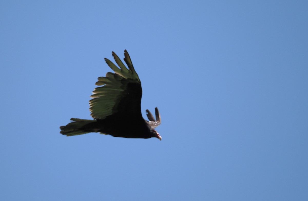 Turkey Vulture - Kent Davis