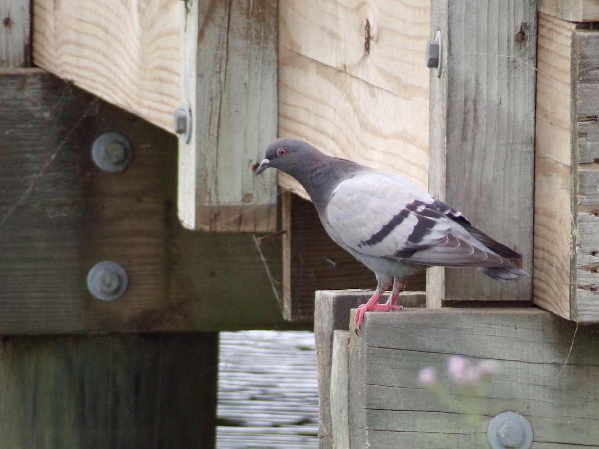 Rock Pigeon (Feral Pigeon) - ML618817930