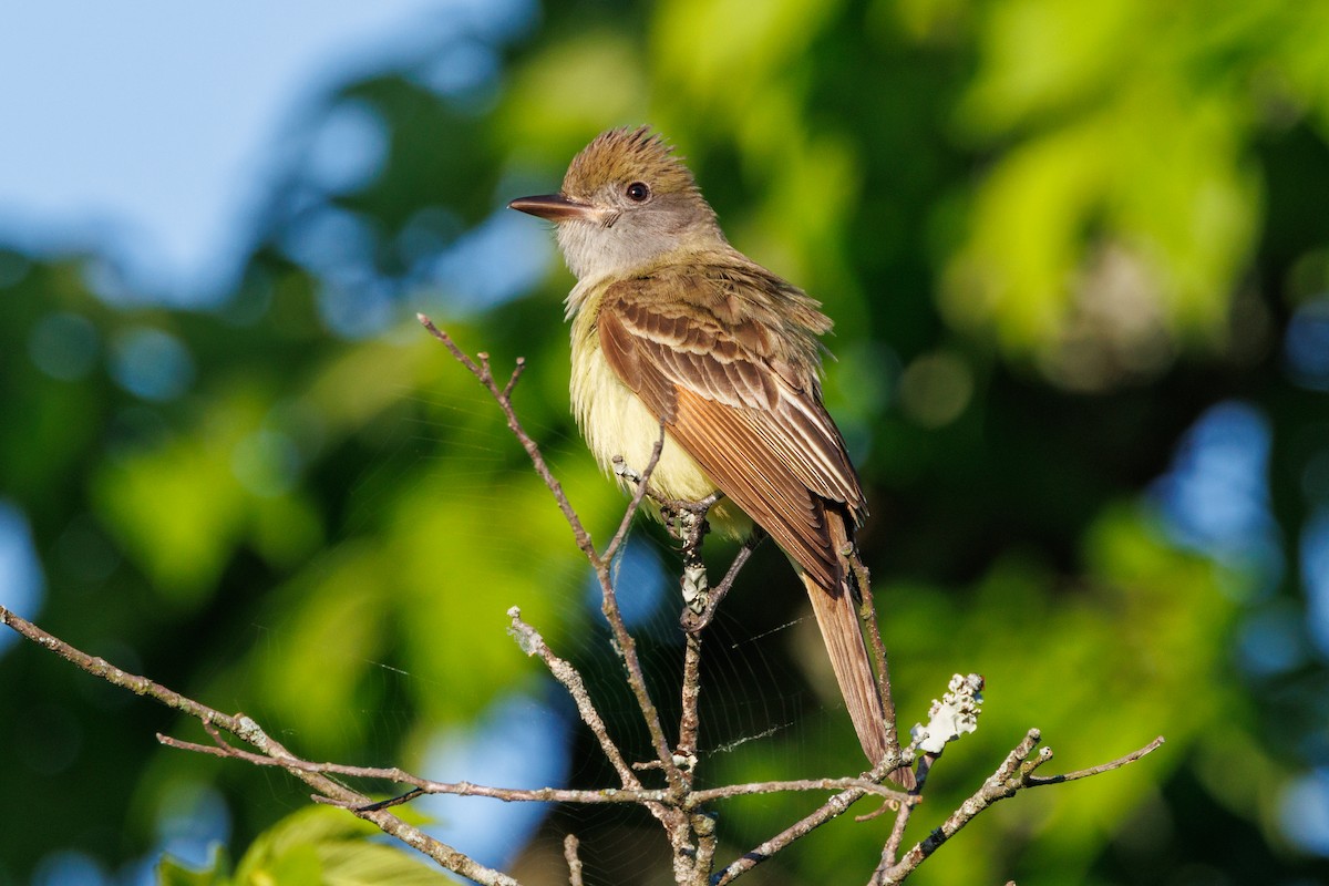 Great Crested Flycatcher - ML618817948