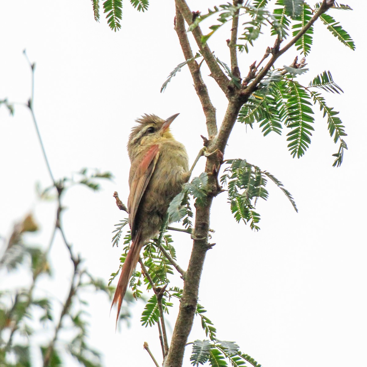 Olive Spinetail - ML618817950