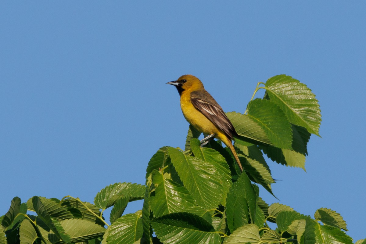 Orchard Oriole - ML618817967