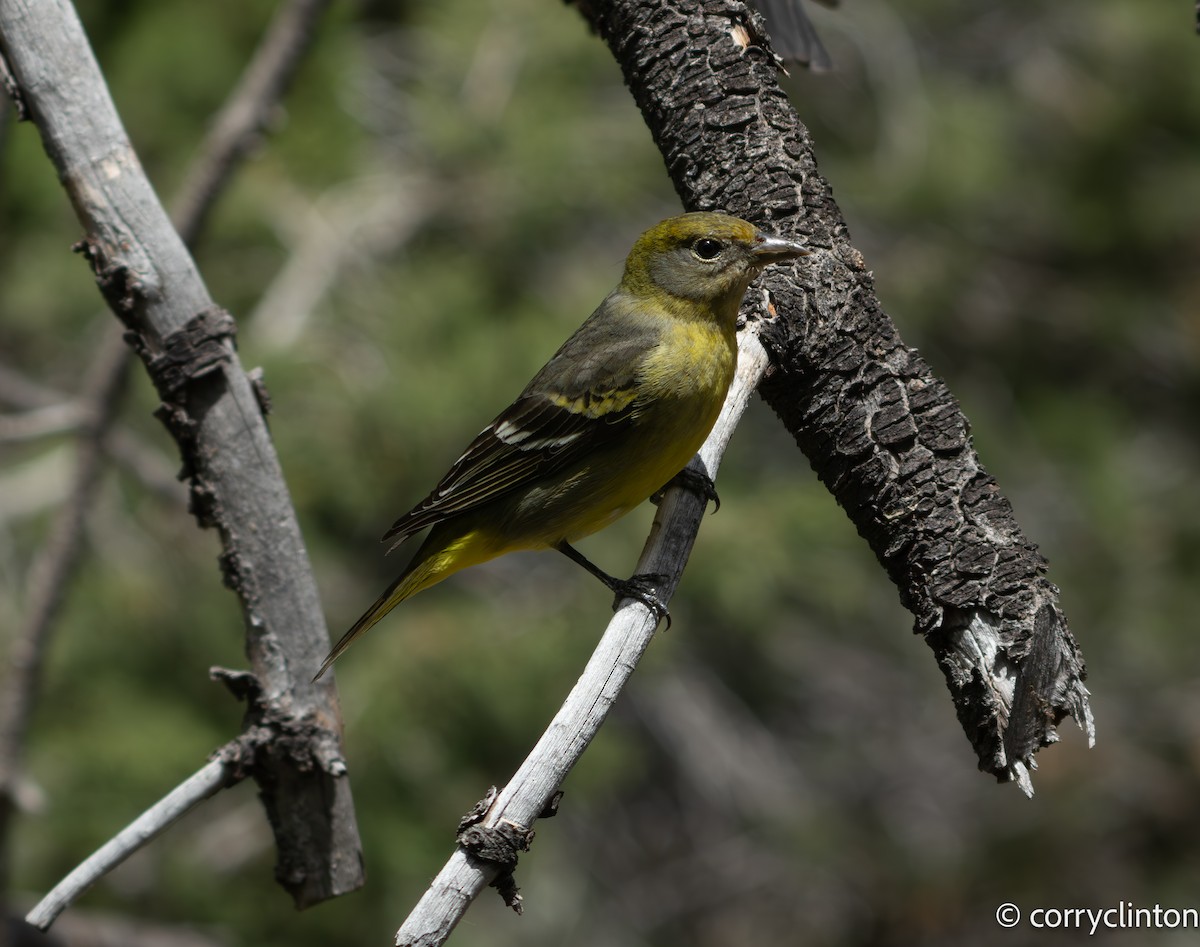Western Tanager - Corry Clinton