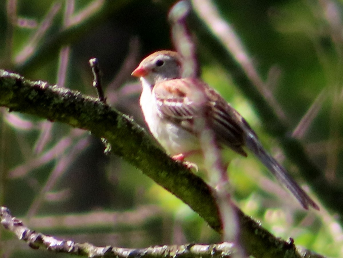Field Sparrow - ML618818021