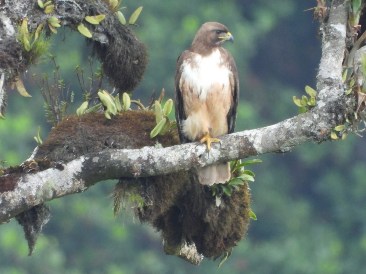 Red-tailed Hawk - ML618818022
