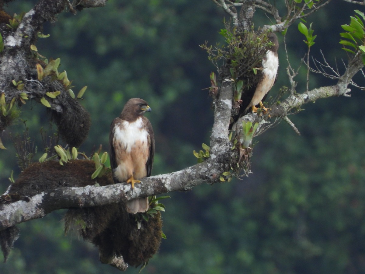 Red-tailed Hawk - ML618818027