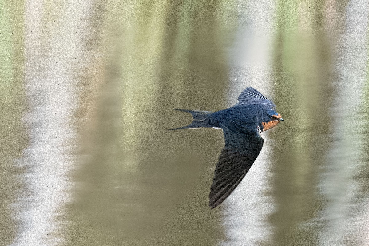 Barn Swallow - Richard Stern