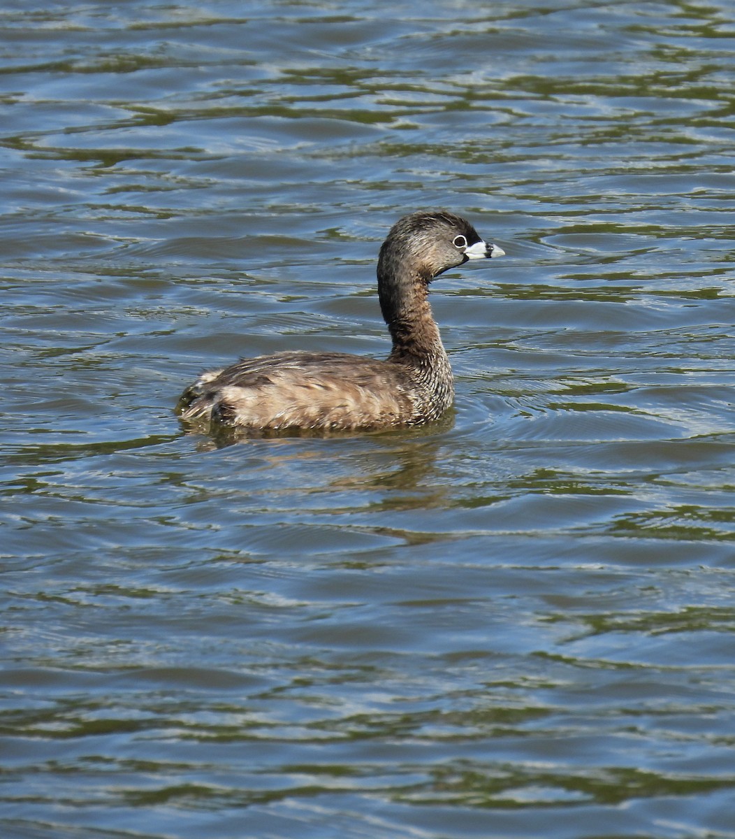 eBird Checklist 11 May 2024 Furman UniversityFurman Lake (Do NOT