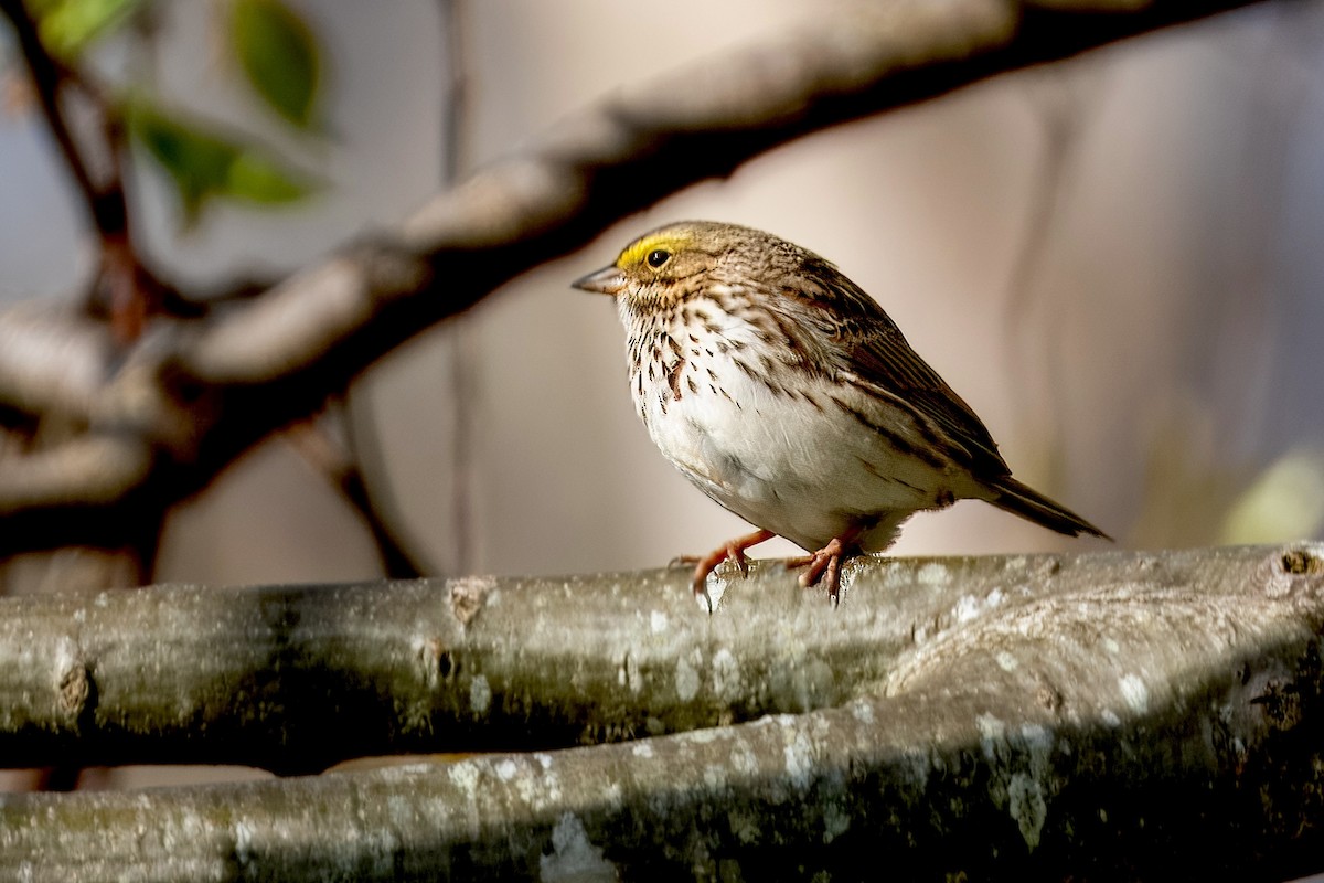 Savannah Sparrow (Savannah) - Richard Stern