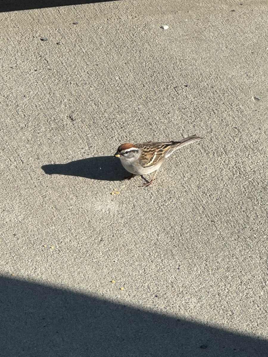 Chipping Sparrow - Sarah Duford
