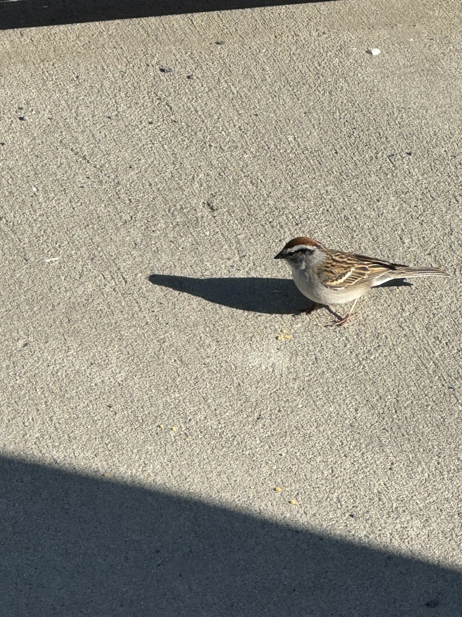 Chipping Sparrow - Sarah Duford