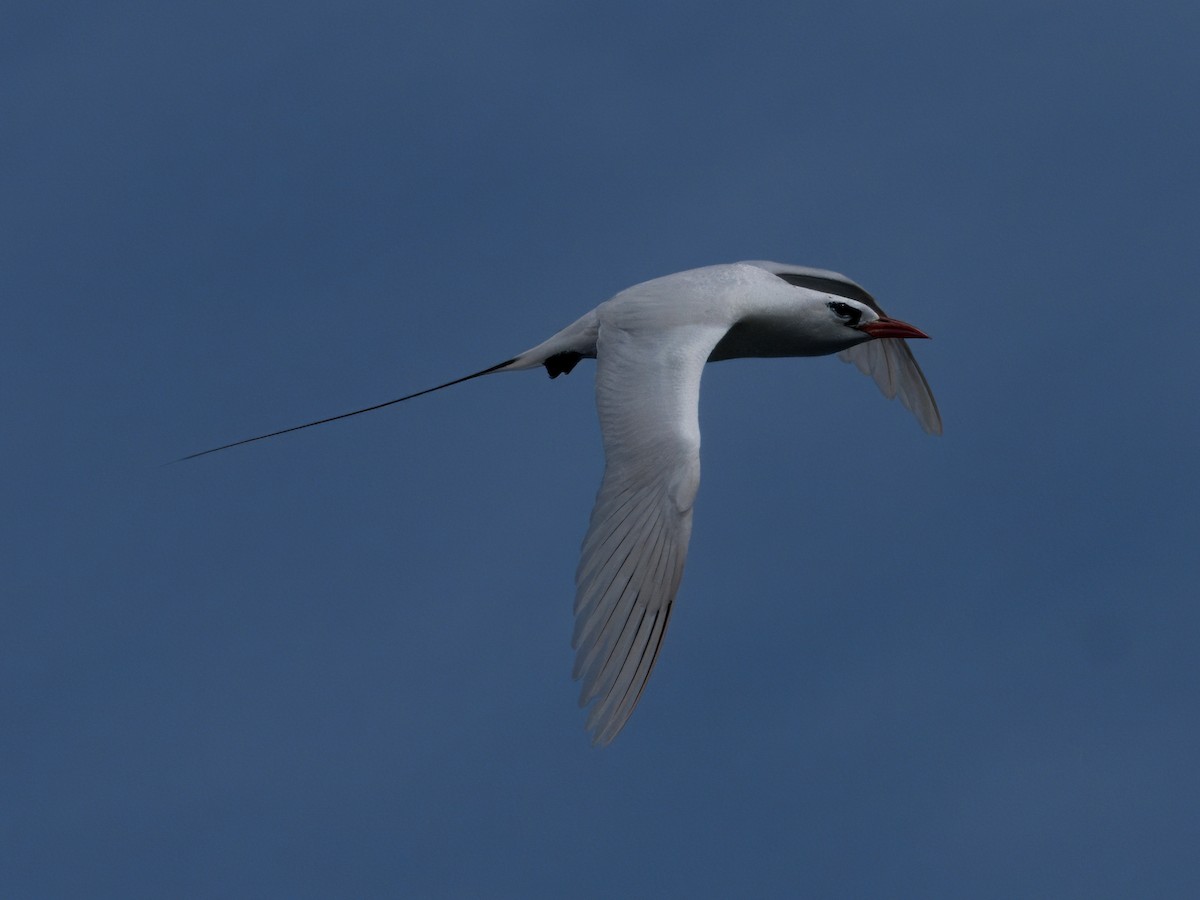 Red-tailed Tropicbird - ML618818060