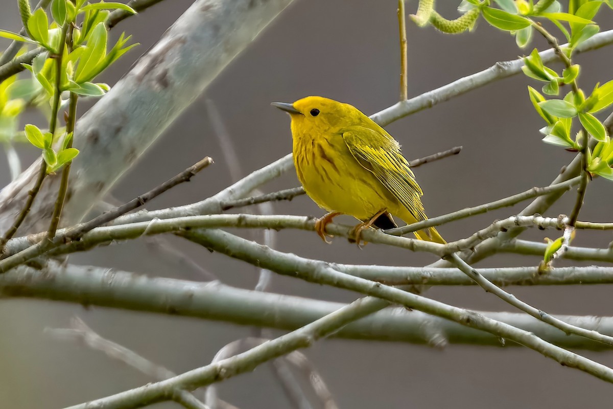 Yellow Warbler - Richard Stern