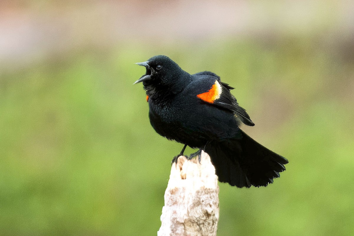 Red-winged Blackbird - Richard Stern