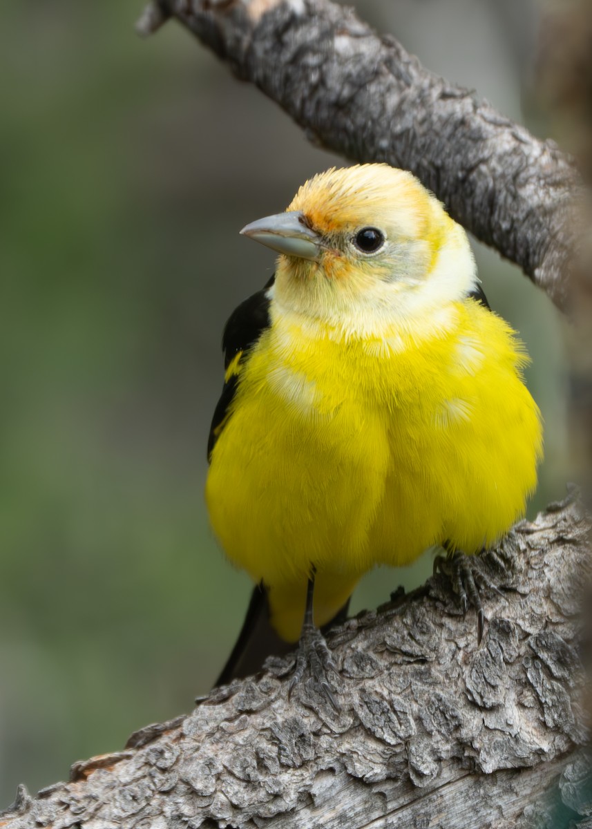 Western Tanager - Corry Clinton