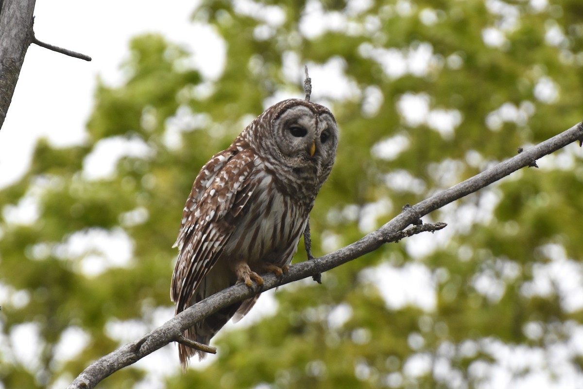 Barred Owl - ML618818117