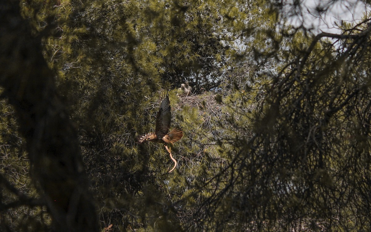 Common Buzzard - Dimitra Panagiotou