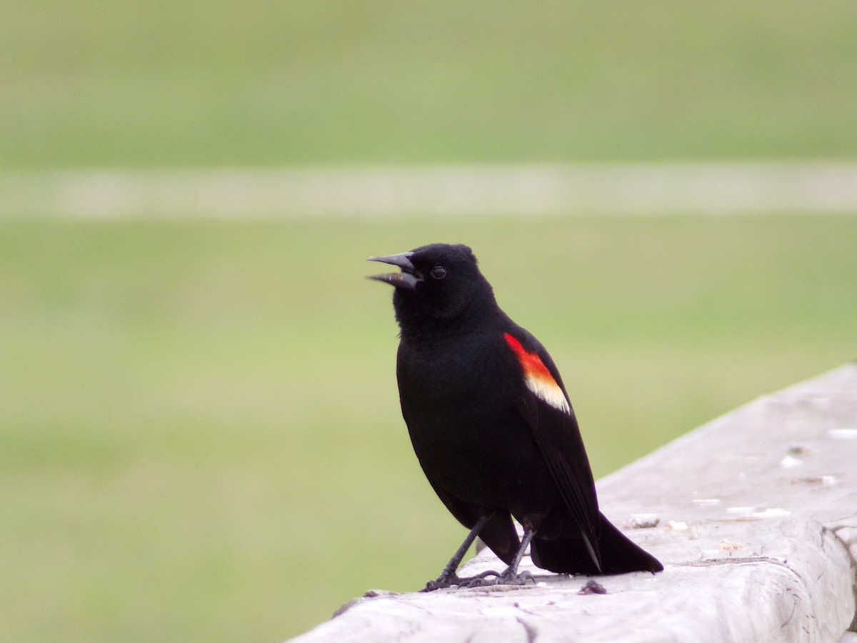 Red-winged Blackbird - ML618818162