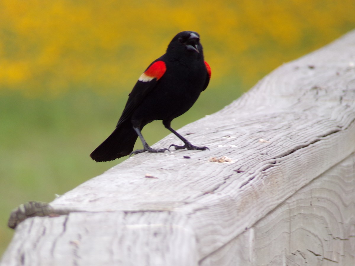 Red-winged Blackbird - ML618818191