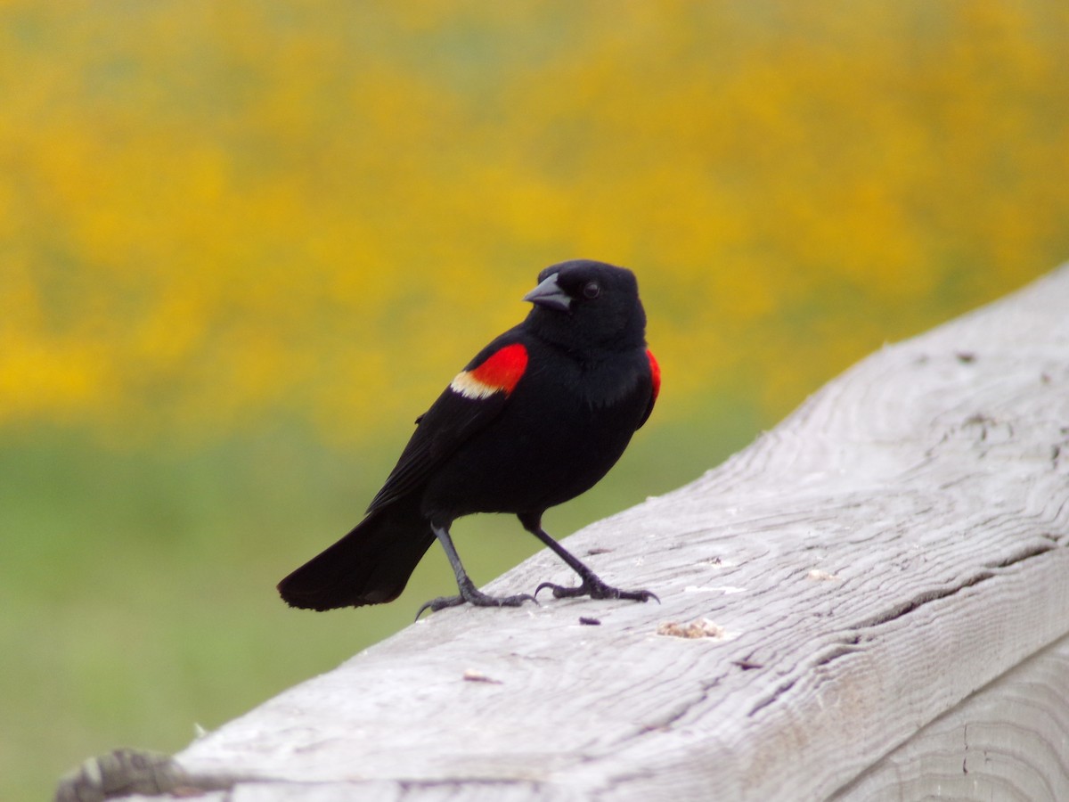 Red-winged Blackbird - Texas Bird Family
