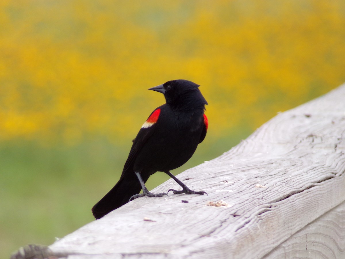 Red-winged Blackbird - Texas Bird Family