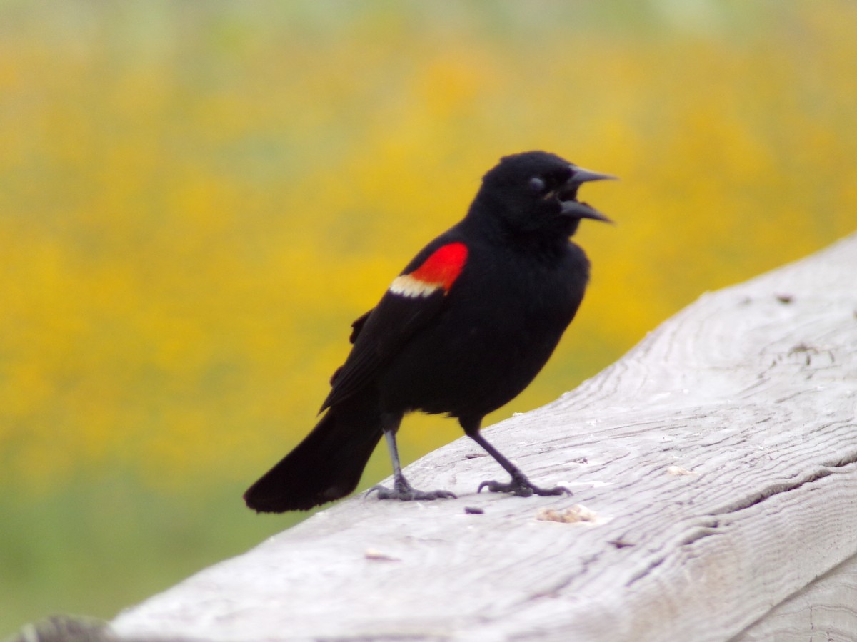 Red-winged Blackbird - ML618818194